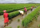 FAO Food Price Index rebounds in July