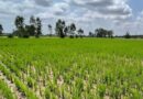 Bayer, GenZero, and Shell collaborate to reduce methane emissions in rice cultivation