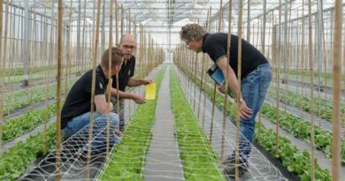 Lettuce Seed Resistant to New Bremia Races