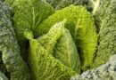 Three Benefits of Pointed Savoy Cabbage