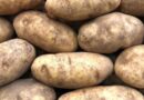 Optimizing Potato Storage: Strategies and Solutions for Effective Sprout Control