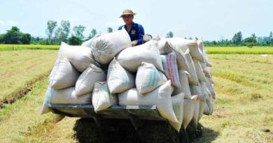 Vietnam: Seasonal arrangement for successful autumn-winter and winter-spring rice crops