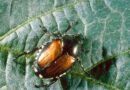 How to Manage Japanese Beetles in Soybeans