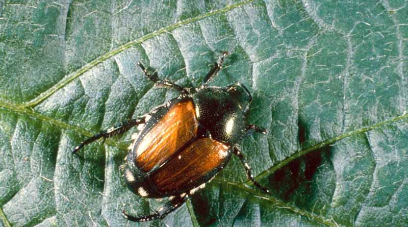 How to Manage Japanese Beetles in Soybeans