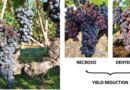 A new multi-functional vineyard irrigation system addressing climate change