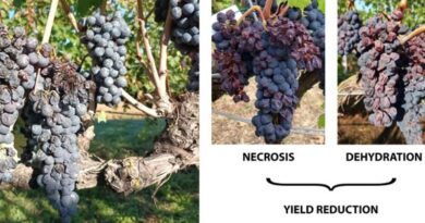 A new multi-functional vineyard irrigation system addressing climate change