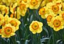 New study shows daffodils can reduce methane emissions from cows and help curb climate crisis