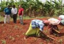 Revolutionizing crop protection: Success of a novel approach to combatting fall armyworm in India