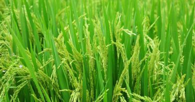 India Rice Ban Will Benefit U.S. Rice Exports, Increase Market Volatility