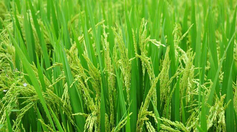 India Rice Ban Will Benefit U.S. Rice Exports, Increase Market Volatility