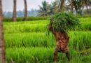 Paddy area increases by 15 lakh hectares, decrease in the area of pulses reported