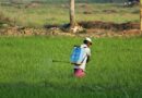 What is the Indian Government doing to reduce the use of chemical fertilizers?