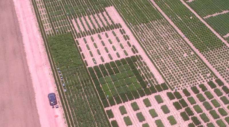 Harnessing new high-resolution satellite imagery to plant breeding