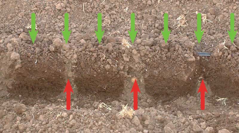 Benefits of close emitter drip spacing to seed germination and close planted seedlings
