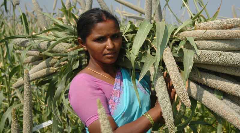 Climate Change Sparks Changes in India's Pearl Millet Farming Zones: New Study