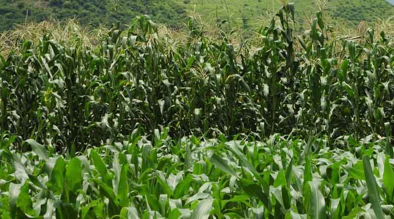 Preventing nitrogen loss in maize
