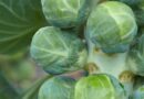 Breeding Flavorful, High Quality, and Future-Ready Brussels Sprouts