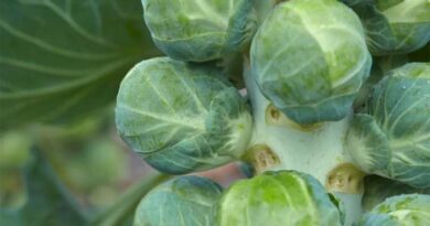 Breeding Flavorful, High Quality, and Future-Ready Brussels Sprouts