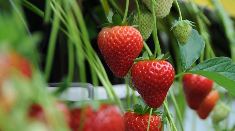 Bayer expands its fruits and vegetables business to strawberries