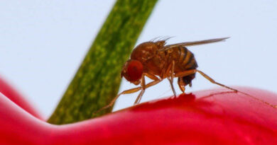 CABI joins forces in first release of parasitic Asian wasp to fight devastating invasive fruit fly in Switzerland