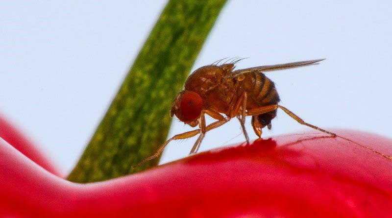 CABI joins forces in first release of parasitic Asian wasp to fight devastating invasive fruit fly in Switzerland