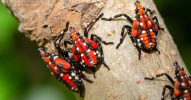 Spotted lanternflies are rampant in New York City but how do we stop them?