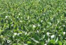 Arrival of new Soybean crop this year is likely to be delayed: SOPA