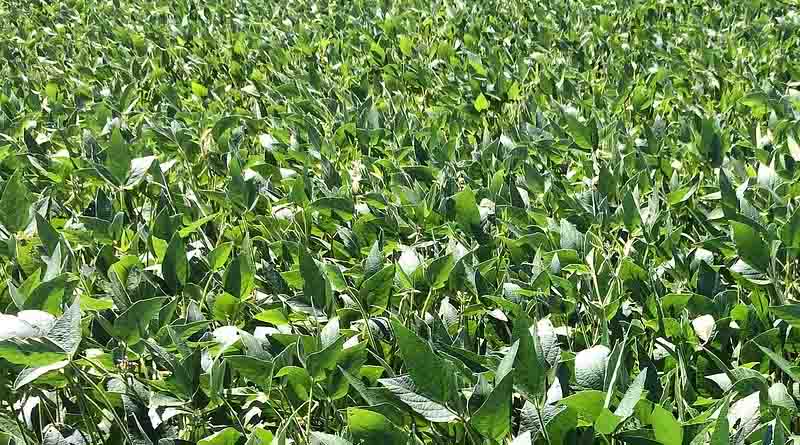 Arrival of new Soybean crop this year is likely to be delayed: SOPA
