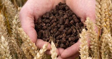 Transforming cocoa husks into low-carbon fertilizer in new pilot from Nestlé and partners