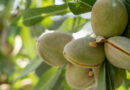 Miravis Prime fungicide from Syngenta now registered for use on almonds in California