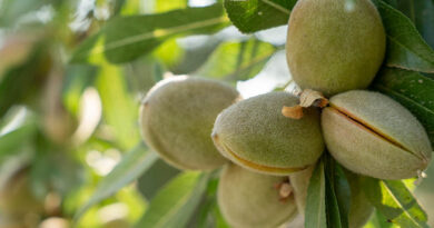 Miravis Prime fungicide from Syngenta now registered for use on almonds in California