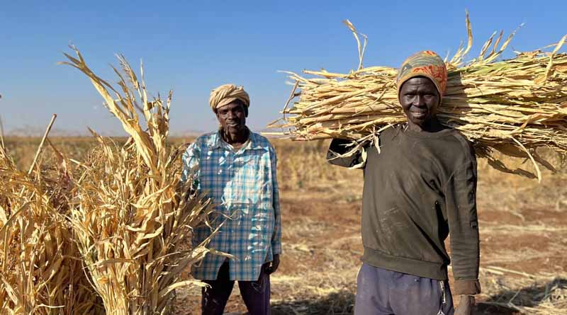 Sudan: FAO launches emergency response plan to protect and restore agricultural livelihoods amid conflict