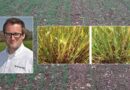 Endophyte bacteria seed treatment brings N fixing opportunity to crop establishment decisions