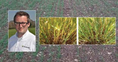 Endophyte bacteria seed treatment brings N fixing opportunity to crop establishment decisions