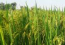 Recommended Herbicide Use In Rice, Soybean, Wheat And Corn In India