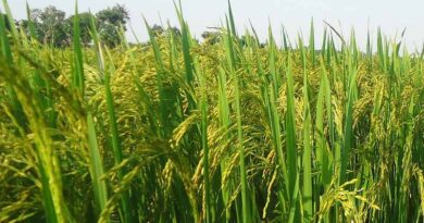 Recommended Herbicide Use In Rice, Soybean, Wheat And Corn In India