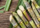 Indian Government released 10 new varieties of Sugarcane for Farmers