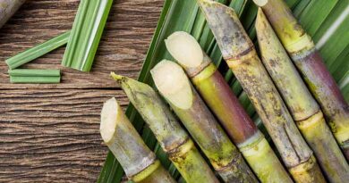 Indian Government released 10 new varieties of Sugarcane for Farmers