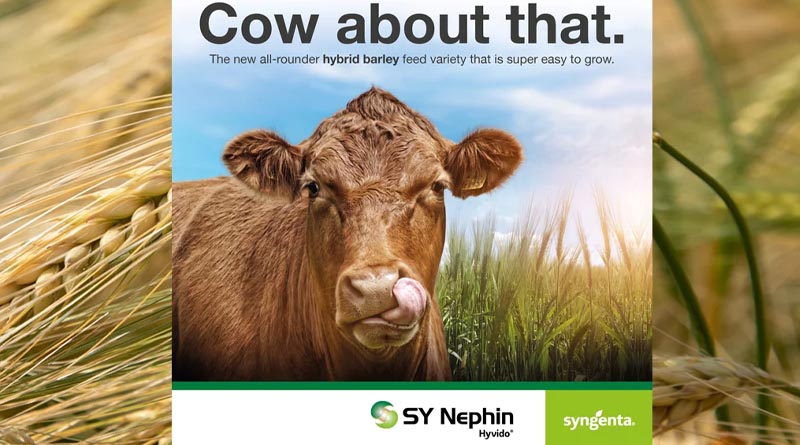 SY NEPHIN: hybrid barley variety with added benefits against major diseases