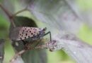 Spotted lanternflies are rampant in New York City but how do we stop them?