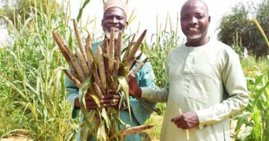 ICRISAT Boosts Food Security in Niger and Chad During Ukraine-Russian Conflict