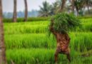Agriculture sector banking on 800 climate-resilient products to mitigate climate change's impact on crops