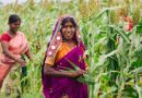 Farm to fork: An overview of millet supply chains in India