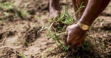 CABI review aims to help strengthen national Soil Information Systems around the world