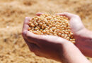 USDA Wasde likely to cut US corn stocks, raise soy