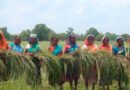 From Mayurbhanj to the World: The Inspiring Story of Tribal Lemongrass Farmers of Odisha
