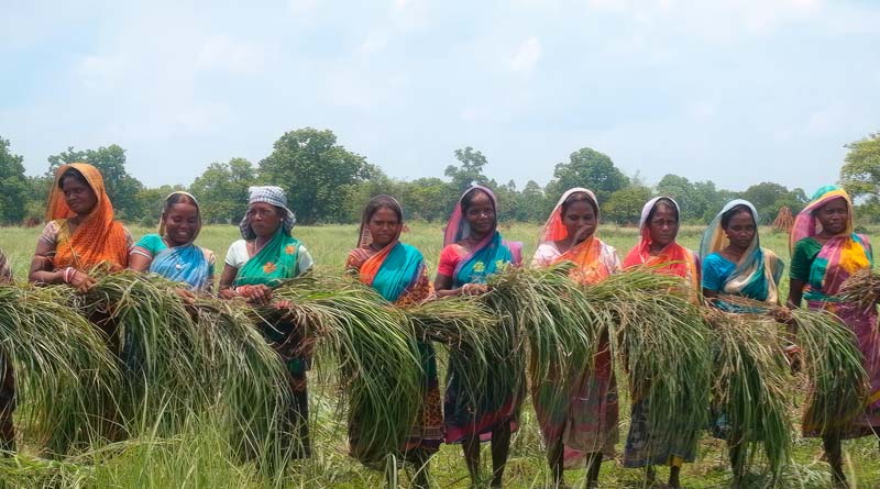 From Mayurbhanj to the World: The Inspiring Story of Tribal Lemongrass Farmers of Odisha