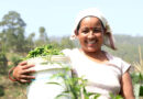 Community Business Facilitator: providing a service to farmers while increasing community access to nutritious food