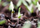 Syngenta sharpens biologicals focus with launch of first biologicals service center for seed treatment