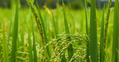 Indian Government released 27 new varieties of paddy for Farmers